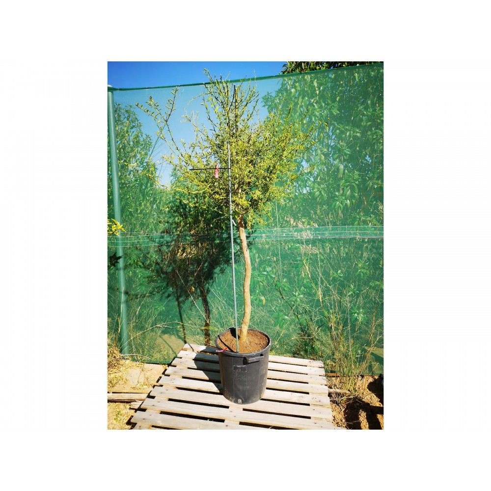 Arbol 130cm Caviar Citrico...