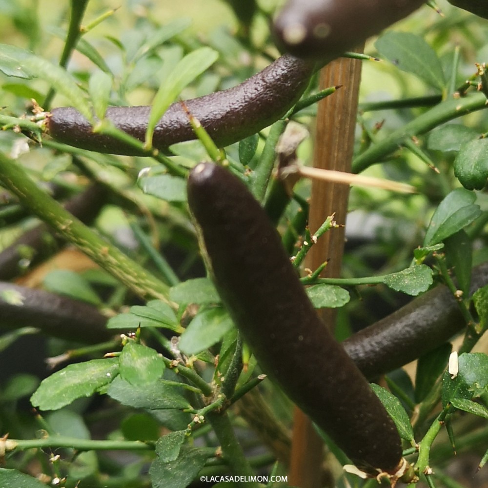 Vente Graines Pépins De Citron Caviar MiaRose | La Casa Del Limon Caviar