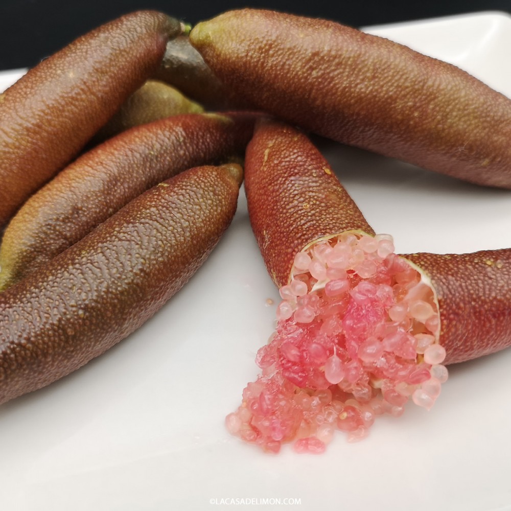 JaliRed Seed Fingerlime