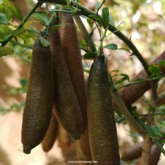 citronnier caviar JaliRed