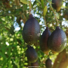 arbre Microcitrus Australasica F.Muell