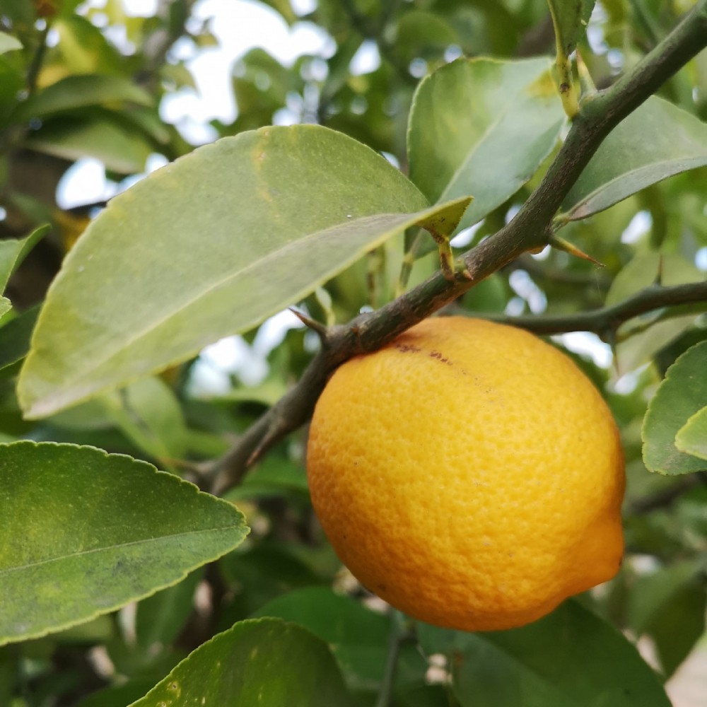 Limonero Volkamer Semillas...