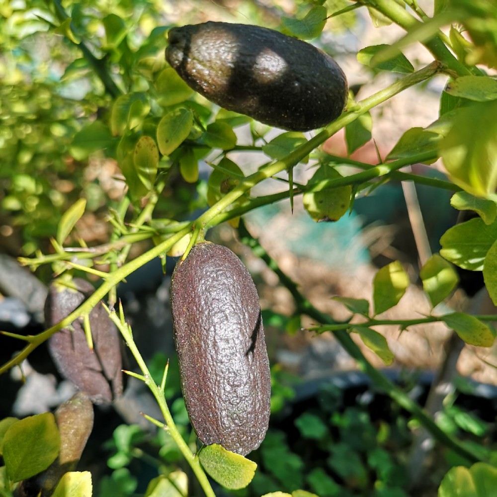Pink Ice Seed Fingerlime