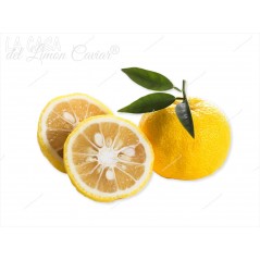 vente pépins yuzu - citrus juno