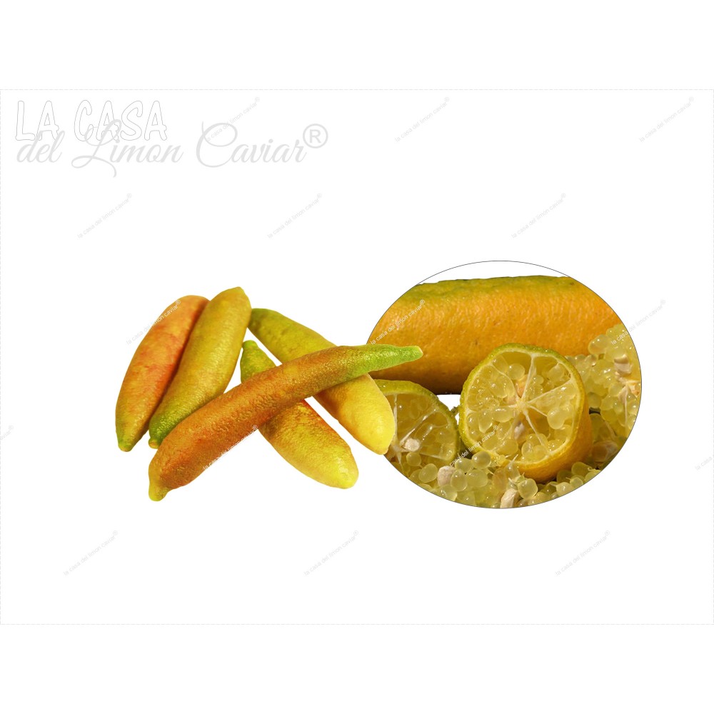 finger lime GOLDSUN