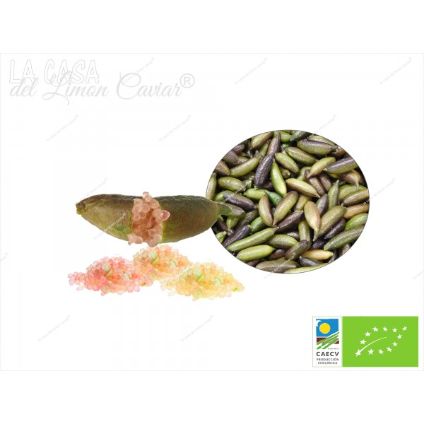 Citron Caviar MIELE