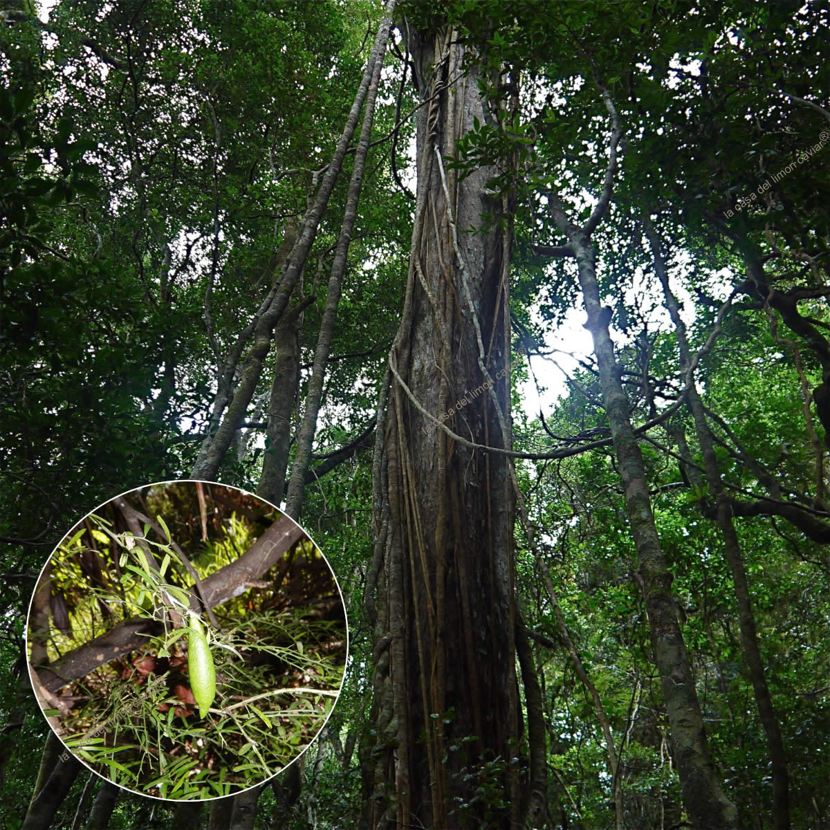 lemon caviar in Australian forest