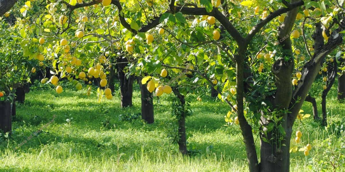 Nuestro Jardín de Cítricos La Casa Del Limon