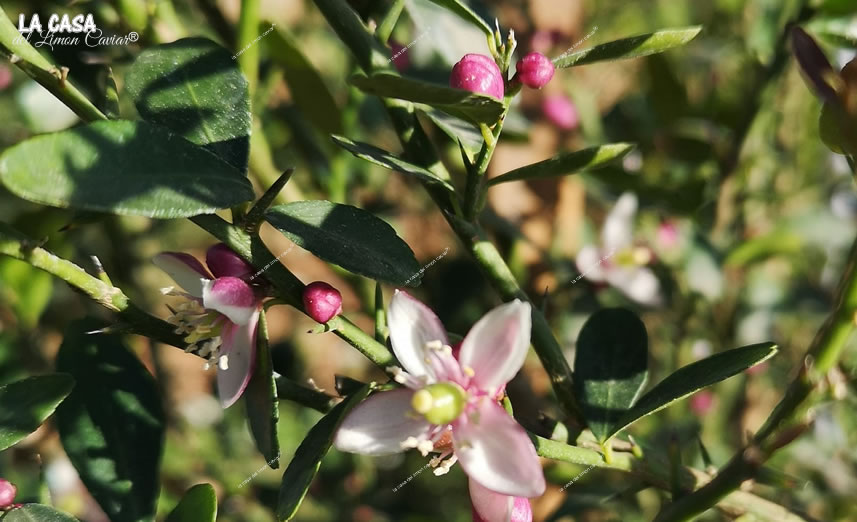 flor caviar de limon