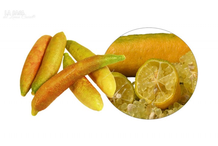 Limon Caviar GOLDSUN Amarillo