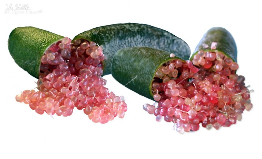 Finger Lime (citron Caviar) (Disponible en Mai ou Juin 2024)