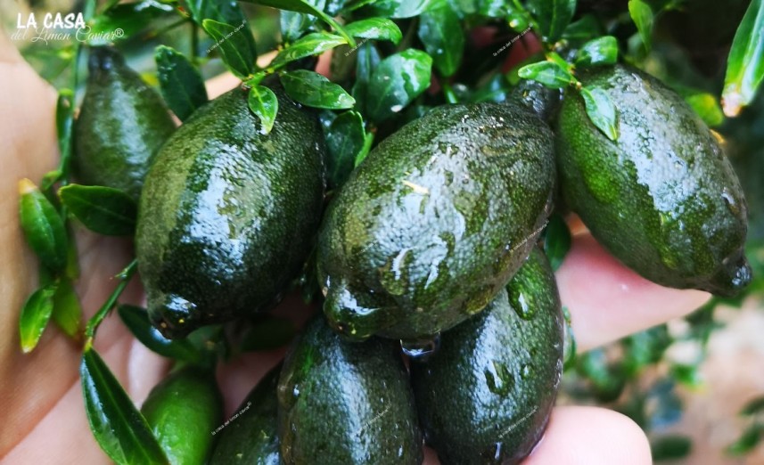 Fingerlime y citrus australasica