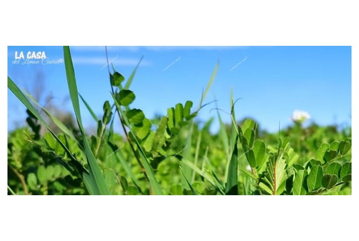 La primavera es agitada y verde - el blog La primavera es agitada y verde - el blog
