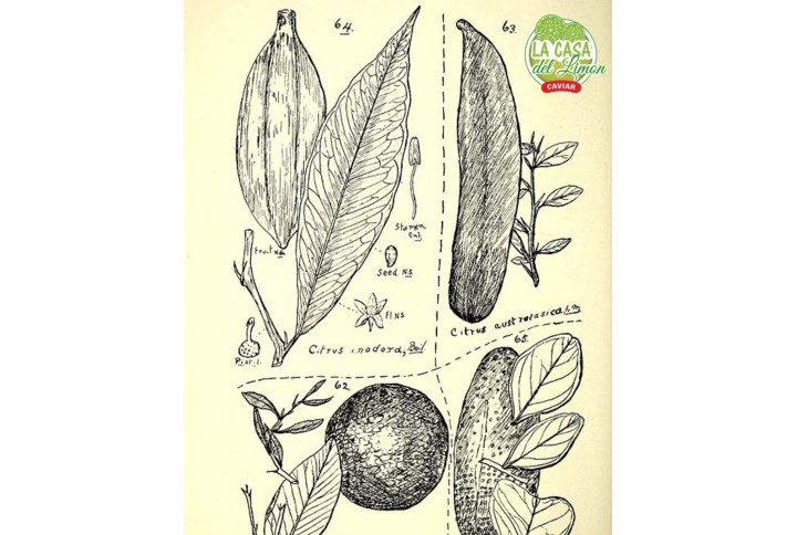 Fingerlime una fruta excepcional Fingerlime una fruta excepcional