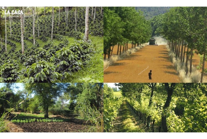 Qué es AgroForesteria Qué es AgroForesteria