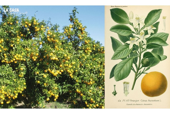 Fertilizante sistema de raíces citricos Fertilizante sistema de raíces citricos