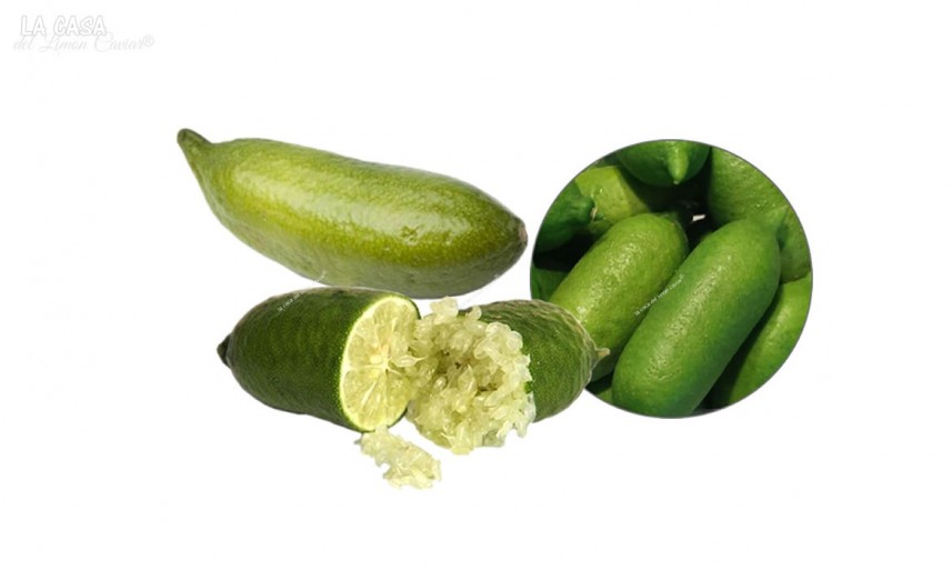 Nuestro Limón Caviar LIM-ICE