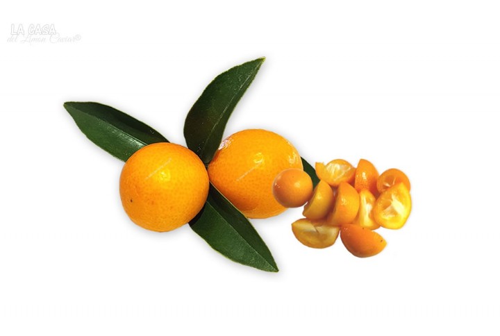 KUMQUAT Caramelo