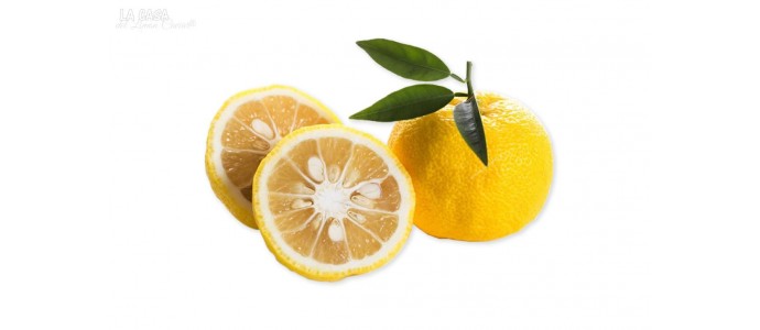 Yuzu a special fruit