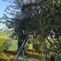 Cueillette de nos olives bio, cultivées naturellement, sans engrais ni aucun pesticide...🌱

Recogiendo nuestras aceitunas ecológicas, cultivadas de forma natural, sin abonos ni ningún pesticida...🌱

#olives #ecologie #ecológico #aceitunas