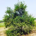 Le citronnier caviar, également connu sous le nom de citron perlé ou Finger Lime, est un arbre originaire d'Australie qui produit des fruits exceptionnels. Cependant, cultiver des citronniers caviar peut être difficile. Les graines ont une faible viabilité et une germination imprévisible. Les arbres ont besoin de beaucoup de lumière, d'humidité et de nutriments pour produire des fruits de qualité, tout en étant sensibles aux maladies et parasites. De plus, la taille de l'arbre est souvent difficile à gérer. Enfin, la récolte des fruits est délicate car ils sont petits et fragiles et ne mûrissent pas tous en même temps. Cependant, pour ceux qui sont prêts à relever le défi, les fruits exceptionnels de ces arbres en valent souvent la peine.
#Citronkaviar
#Citroncaviarbio
#citroncaviar
#caviardelimon