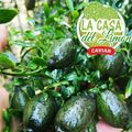 Bonjour, ca y est , la récolte est commencée pour la variété AUSTRAL-ICE. 
Nous attendons vos commandes.
Nous sommes à votre écoute,

Hola, ya está, ha comenzado la cosecha para la variedad AUSTRAL-ICE.
Estamos esperando sus pedidos.
Te estamos escuchando,

LA CASA DEL LIMON DE CAROLINA
email: ventas@lacasadelimon.com
Tel : +34 605 271 480

#Citroncaviar
#Dessert
#Fruit
#Agriculturebiologique 
#Fruitsfrais
#Sanspesticides
#VergersEcoresponsables
#HVE
...
#Caviardelimonecológico
#Postre
#Frutaecológico
#Agriculturaecológico
#Sinpesticidas
#caviarcitricos 
...
#Lemoncaviarorganic
#fingerlime
#Organicfruit
#Organicfarming
#healthyfood
...
#Citronkaviar
#Økologisk
#Sundmad
#landbrug
#grøntsager
#frugter
...
#Zitronen
#Bioobst
#GesundEssen
#Biologische
#fruchte

🎯 : www.lacasadelimon.com 
✉️ : ventas@lacasadelimon.com 
📲 Y WhatsApp : +34 605 271 480 

◦•●◉✿ LA CASA DEL LIMON DE CAROLINA S.L ✿◉●•◦